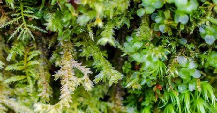 Tarin Mosses